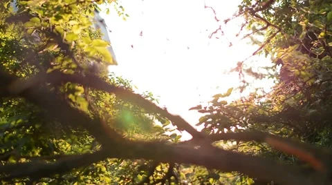 Beautiful trees in the city park at sunset with beautiful leaks 스톡 동영상 59086454