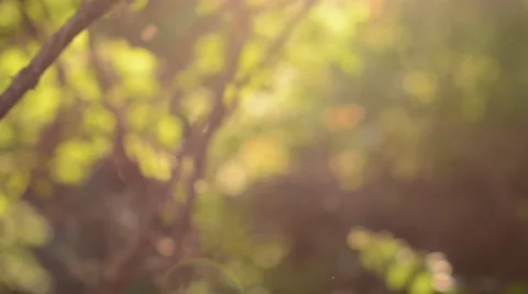 Beautiful trees in the city park at sunset. Depth of Field. Blurry Background Видео 59086460