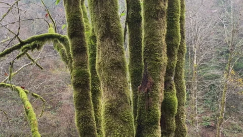 Beautiful Trees covered with moss at fall in a rainforest Stock Footage 217391840