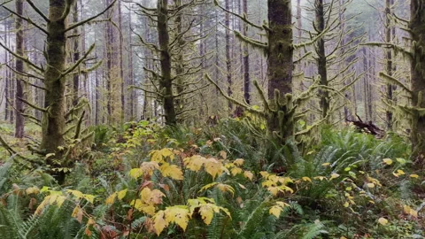 Beautiful Trees covered with moss Stock Footage 217390845