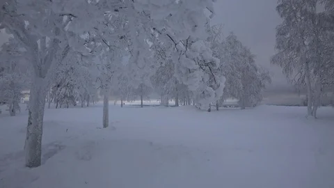 Beautiful trees, covered by snow in winter 動画素材 71293053
