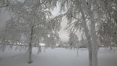 Beautiful trees, covered by snow in winter 動画素材 71296449