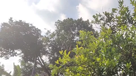 Beautiful trees during the day Stock Footage 235703550
