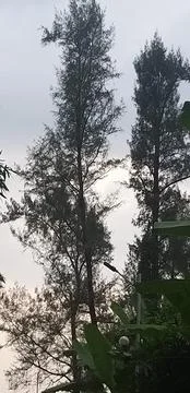 Beautiful trees during evening Stock Photos