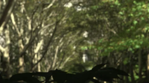 Beautiful Trees Stock Footage 31458414