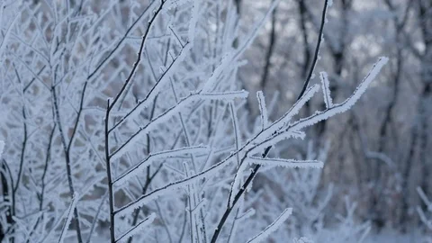 Beautiful trees Video stock 71615989