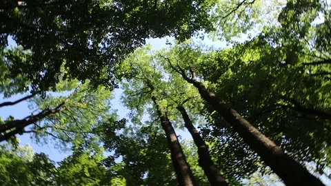 Beautiful Trees Stock Footage 89267007