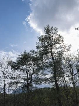 Beautiful trees in a forest during spring season Stock Photos
