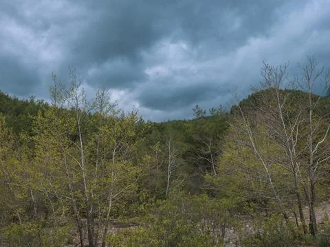 Beautiful trees in a forest during spring season Stock Photos