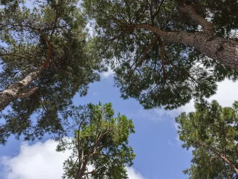 Beautiful trees in a forest during spring season Photos