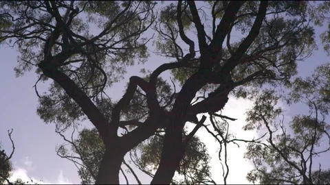 Beautiful trees in forest Stock Footage 76098039