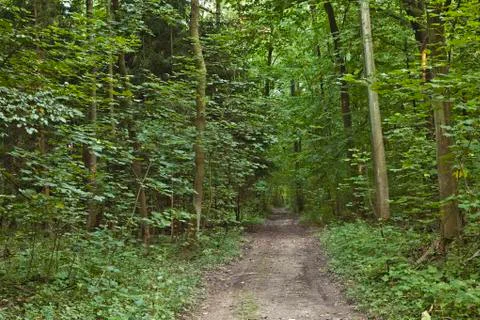 Beautiful trees in forest Stock Photos