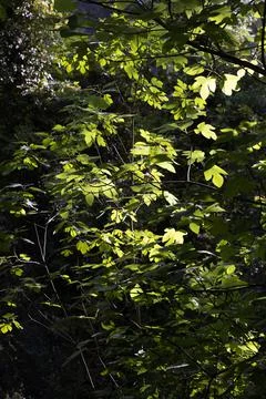 Beautiful trees in the forest Foto stock