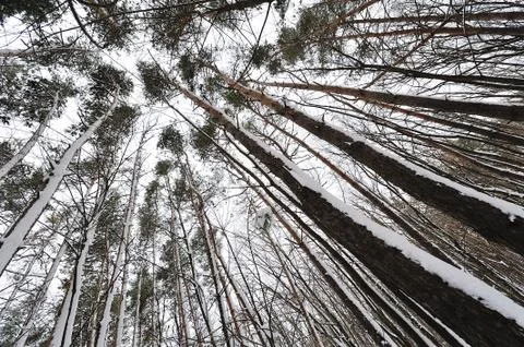 Beautiful trees in the forest, view from below 스톡 사진
