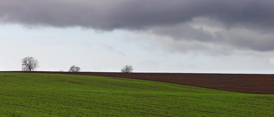 Beautiful trees in green fields in cloudy weather. The village of Ivanovka. A Stock Photos