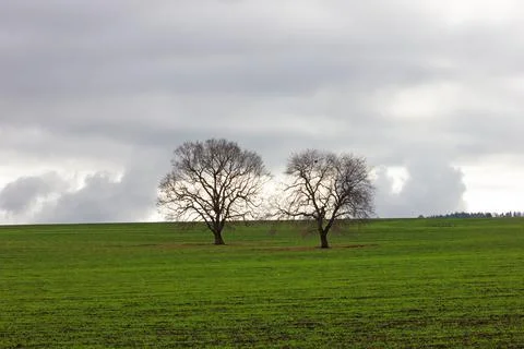 Beautiful trees in green fields in cloudy weather. Stock Photos