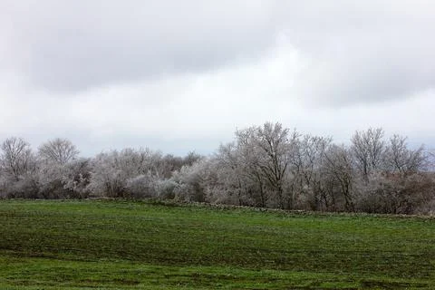Beautiful trees in green fields in winter. The village of Ivanovka. Azerbaija Stock Photos