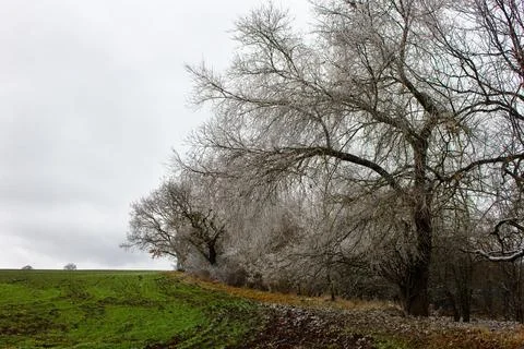 Beautiful trees in green fields in winter. The village of Ivanovka. Azerbaija Stock Photos