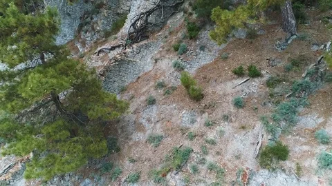 Beautiful trees growing on the rocks. View Of The Rock. Pines On Rocks Stockbeeldmateriaal 111160602
