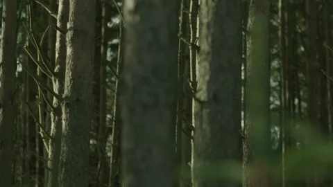 Beautiful Trees With High Pillars In The Forest Stock Footage 273566010