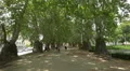Beautiful trees in Jardim de Cordoaria in Porto 4k or 4k+ Resolution