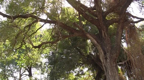 Beautiful trees, Jungle Stock Footage 8622922