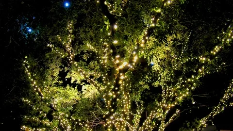 Beautiful Trees lit along a pathway, ringing in the holiday season Stock Footage 100054083