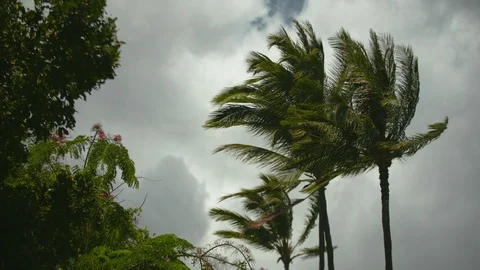Beautiful trees moving in the wind Stock Footage 117736102
