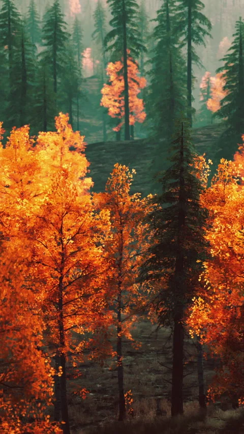 Beautiful trees with orange leaves in a forest during fall season Stock Footage 339504688