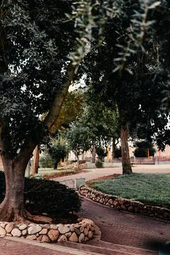 Beautiful trees in the park Stock-Fotos