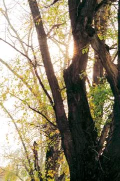 Beautiful trees Foto stock