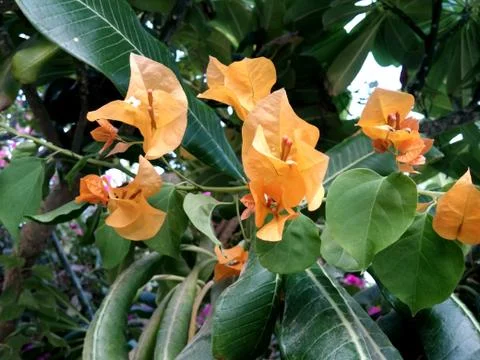 Beautiful trees Foto stock