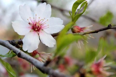 Beautiful trees Stock-Fotos