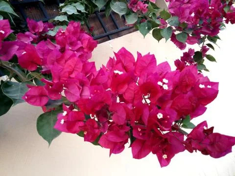 Beautiful trees Fotos Stock