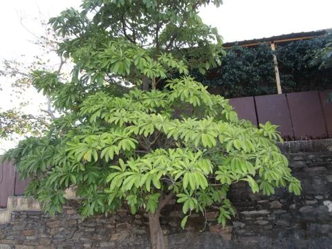 Beautiful trees Stock Photos