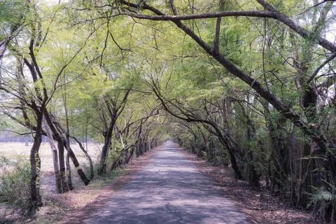 Beautiful trees Stock Photos