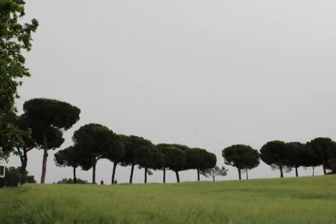 Beautiful trees in row a wonderful pattern of trees in lush green agriculture Stock Photos