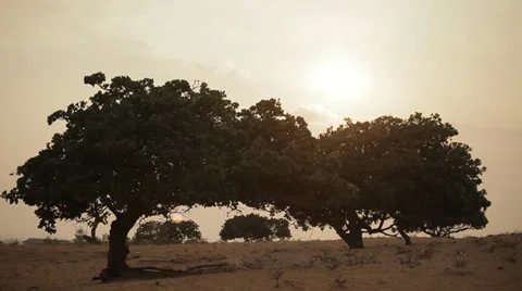 Beautiful trees in savannah. Wind shakes branches  and leaves. Stock Footage 37826014