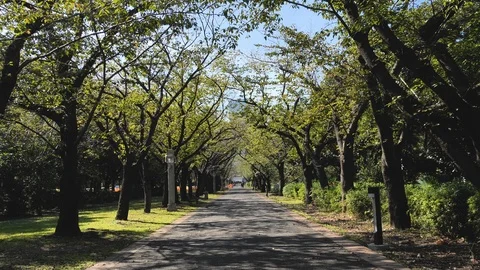 The beautiful trees on the side of the park Stock Footage 122659473