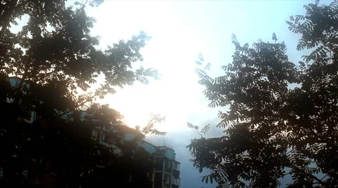 Beautiful trees on sky background 스톡 동영상 67988973