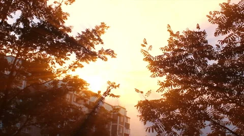 Beautiful trees on sky background Stock Footage 68615963