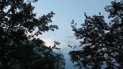 Beautiful trees on sky background Stock Footage 68616439