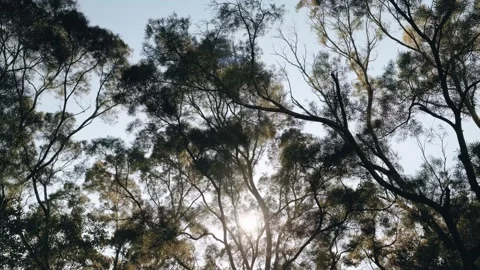 Beautiful trees on sky background Stock Footage 229525589
