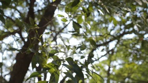 Beautiful trees on sky background Stock Footage 229525594
