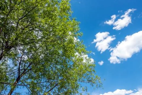 Beautiful trees on sky background Stock Photos