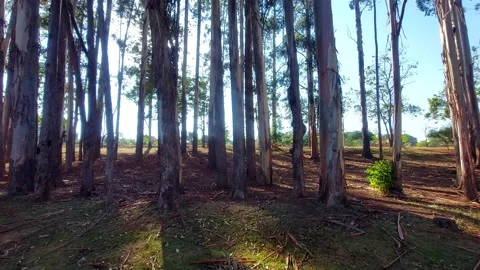 Beautiful trees at sunrise Video stock 148491324