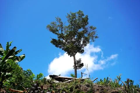 Beautiful trees under sun shine Stock Photos