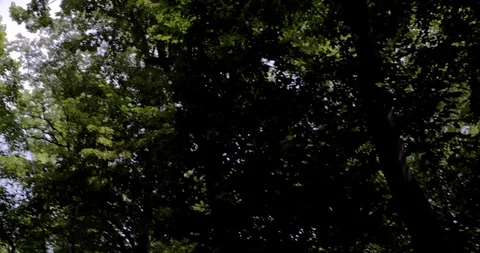Beautiful trees in the wilderness  Stock Footage 93634108