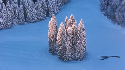Beautiful trees in winter Video stock 295023209
