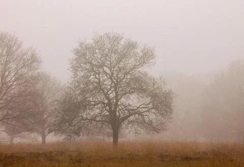 Beautiful Trees Wrapped in Thin Mist Above Yellow Grass on a Still Winter Day Fotos de archivo